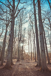 withered trees at forest during daytime thumbnail
