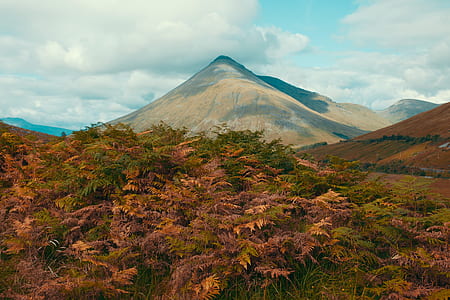brown mountain and forest during daytime thumbnail