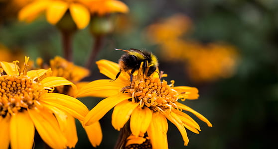 shallow focus photography of black bee on yellow flower thumbnail
