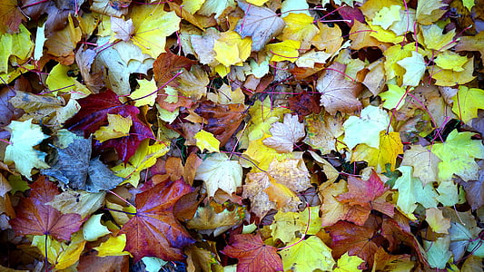 pile of leaves thumbnail