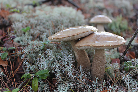 closeup photo of three brown mushrooms thumbnail