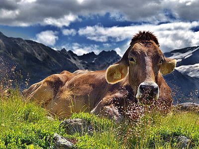 brown cow on green grass during daytime thumbnail