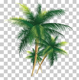 Coconut Tree, Exquisite coconut tree, three coconut palm trees illustration PNG clipart
