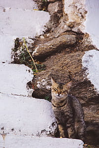 Cat On Snowy Field thumbnail