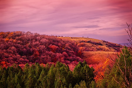 tree covered mountain at golden hour thumbnail