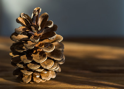 closeup photography of brown pine cone thumbnail