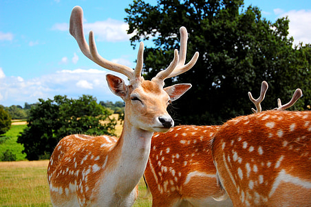 selective focus photography of brown deer thumbnail