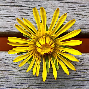 close-up photo of yellow petaled flower thumbnail