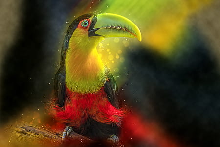 close up photo of red and black bird thumbnail