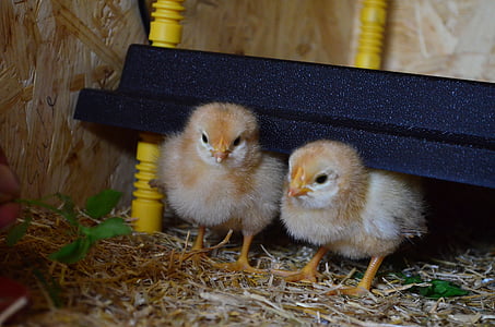 two grey chicks thumbnail