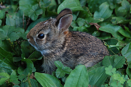 gray and brown rabbit closeup photo thumbnail