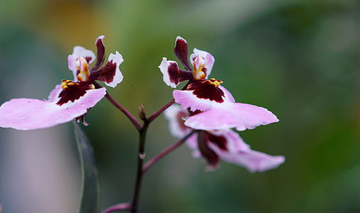 Purple-and-pink Moth Orchids Closeup Photo thumbnail