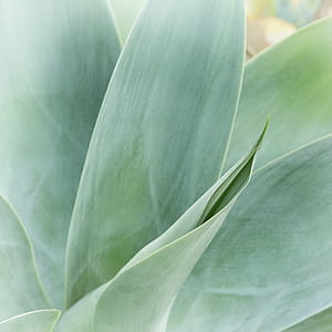 Macro Photography of Green Leaf Plant thumbnail