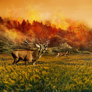 painting of moose and deer with wildfire background thumbnail