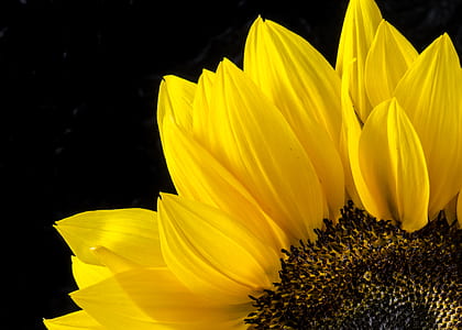 yellow sunflower thumbnail