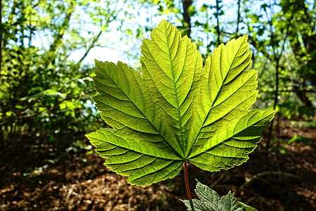 green leafed plant thumbnail