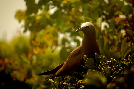 brown pigeon illustration thumbnail