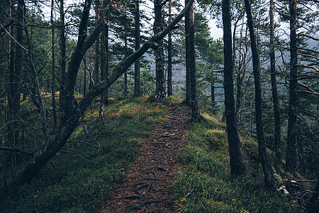 structural shot of forest during daytime thumbnail