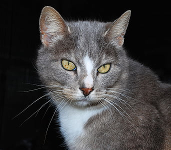 gray and white cat thumbnail