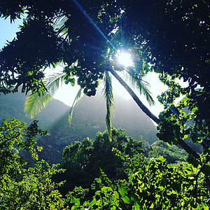 forest during daytime thumbnail