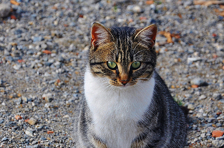short-fur white and brown cat on road at daytime thumbnail