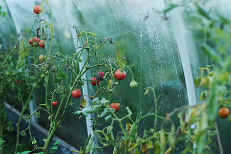 red tomato plant thumbnail