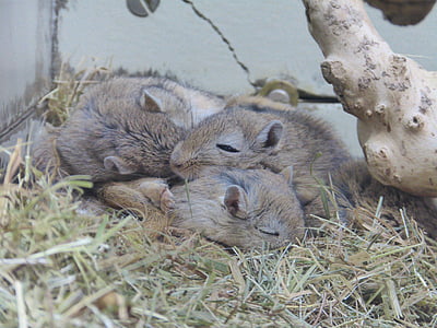 three brown rodents inside pet cage thumbnail