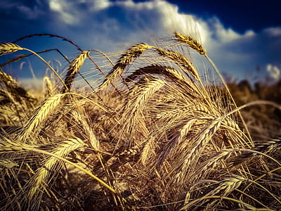 Row of Brown Wheat thumbnail
