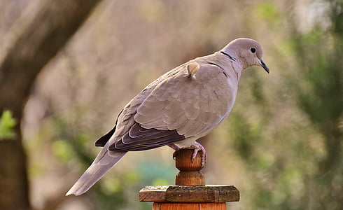 selective focus photography of Eurasian collared dove thumbnail