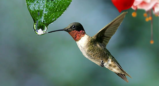 brown and black humming bird thumbnail