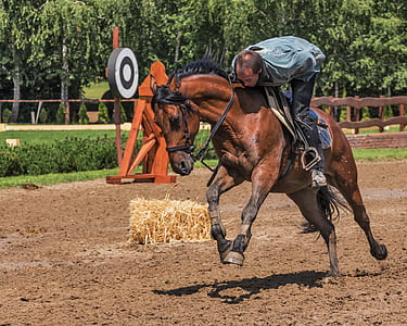 man riding brown horse during daytime thumbnail