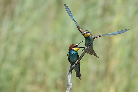 selective focus photography of two green bee-eaters thumbnail