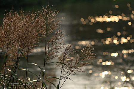selective focus photography of brown grass thumbnail