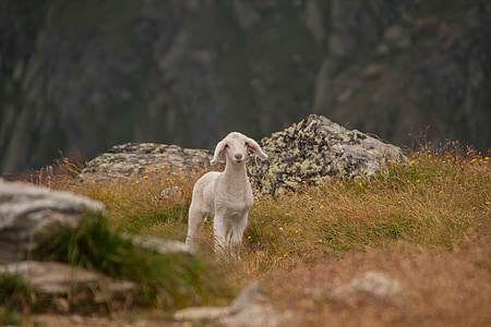 white goat surrounded by grass in shallow focus photography thumbnail