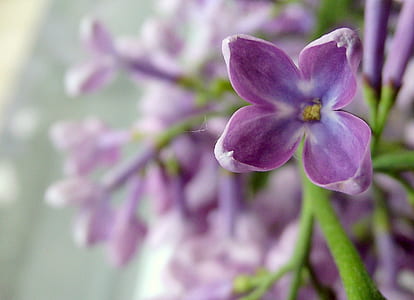 selective focus photography of purple lilac flower thumbnail
