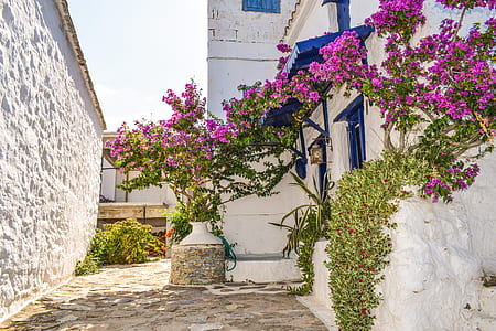 photo of purple petaled flowers beside white concrete building at daytime thumbnail