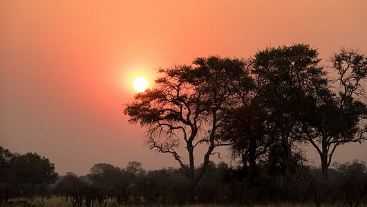 silhouette photo of tree during golden hour thumbnail