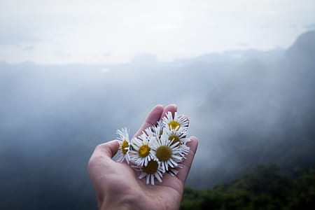 person holding white petaled flowers during daytime thumbnail