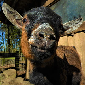 close-up photography of black and brown goat kid thumbnail