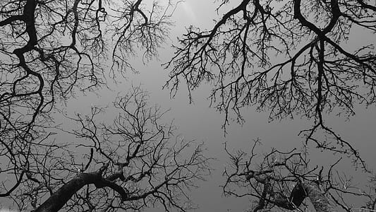 low angle photo of trees thumbnail