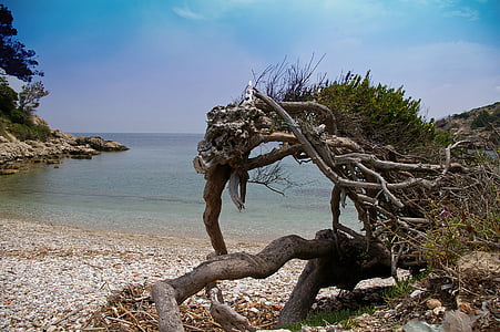 brown driftwood near beach thumbnail