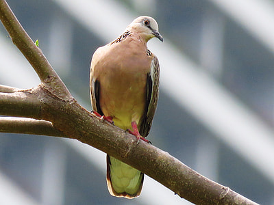 selective focus photography of fruit dove perching on branch thumbnail