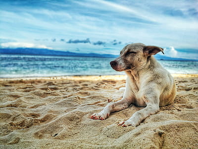 Dog Lying on Beach thumbnail