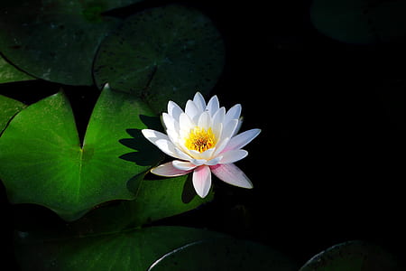 white lotus flower on body of water thumbnail