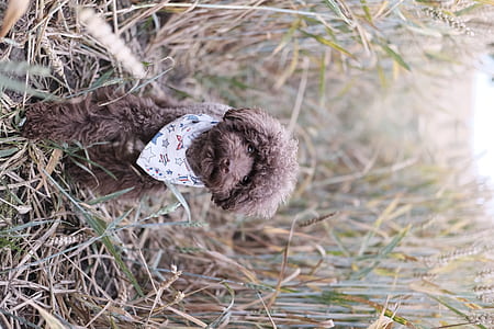 poodle with neckerchief on grass thumbnail