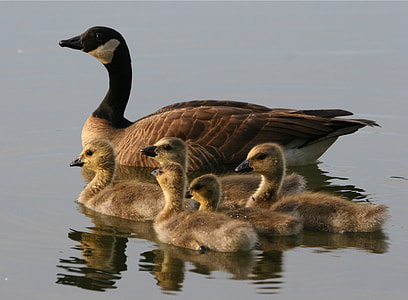 Canada goose on lake thumbnail