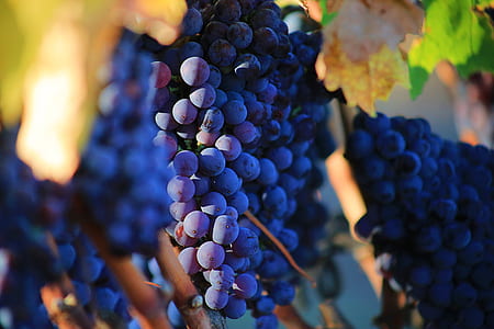 selective focus photo of bunch of grape thumbnail