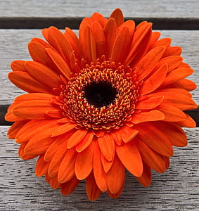 red daisy flower in closeup photo thumbnail