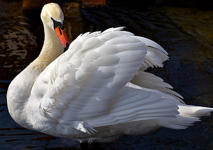 white swan during daytime photography thumbnail