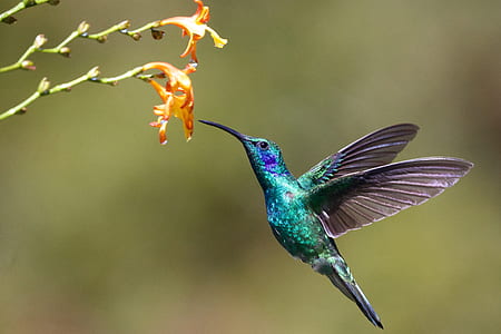 macro shot photography of blue and green bird thumbnail